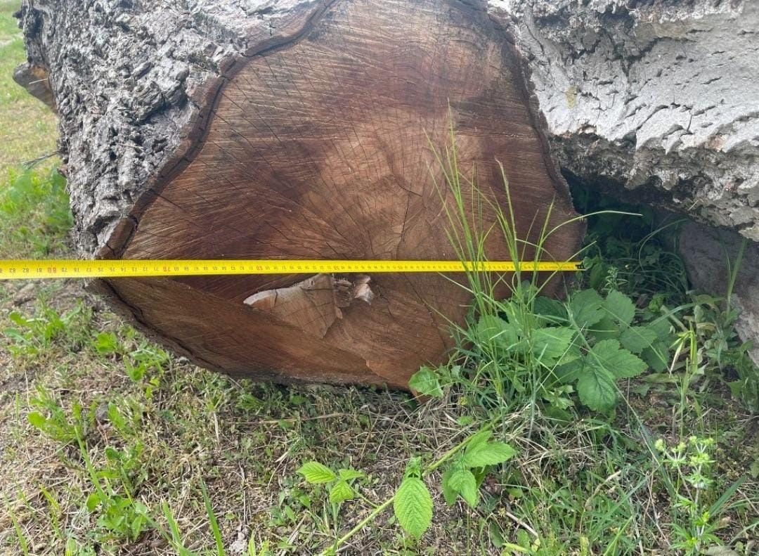 Lemn bustean trunchi de Nuc si Cires diametru 100cm 75 cm Cherestea