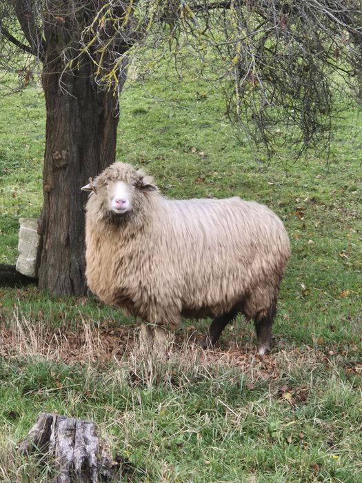 Oi 10 miori si stramiori