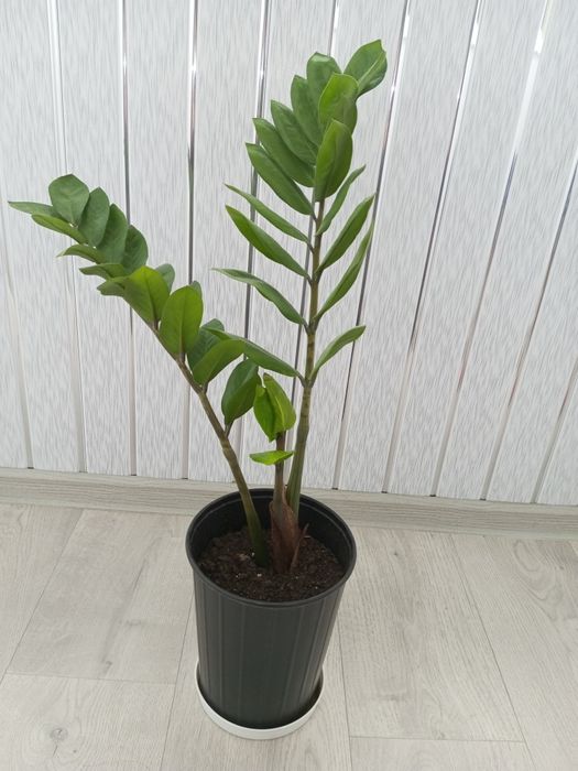 Продам долларовое дерево (замиокулькас)