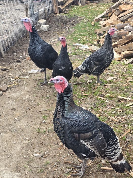 Vând familie de curci și bibilici