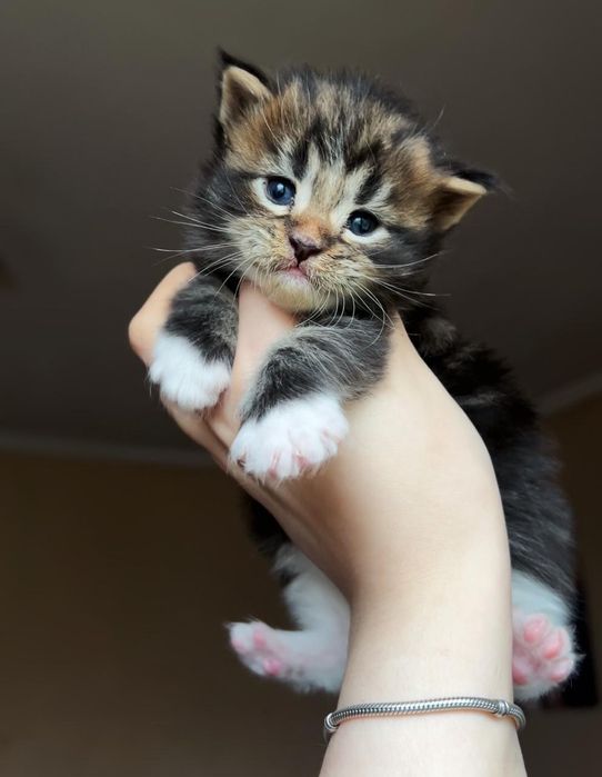Котята породы мейн-кун. Питомник.