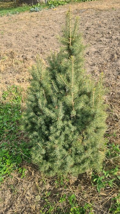 ЕЛИ Шренка Тянь-Шань