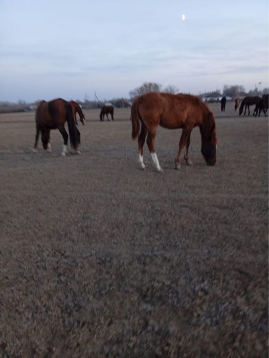 Продам жеребят этого года, можно оптом