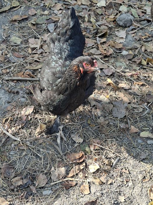 Кора товуклар домашний