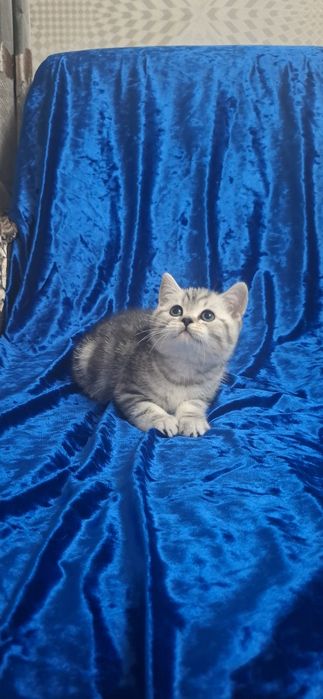 Котенок Шотланд. скоттиш страйт