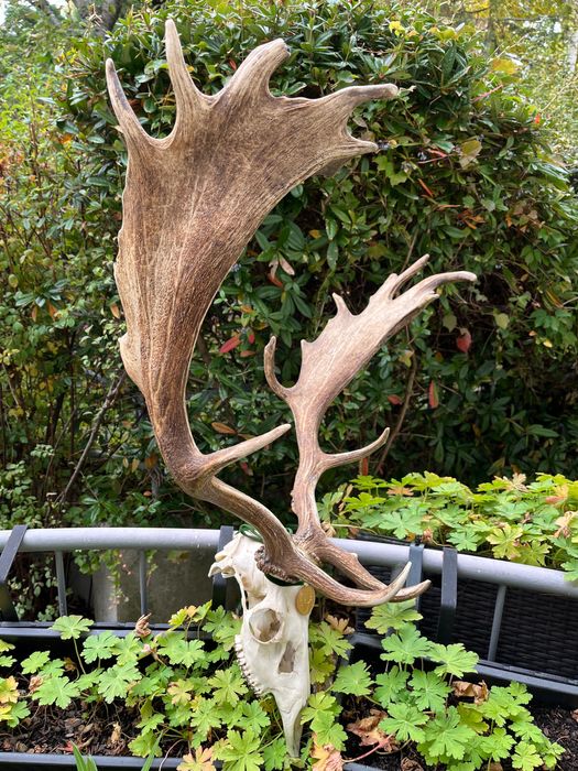 Златен медалист трофей от Елен лопатар