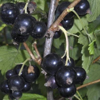 Продам смородину чёрную и вишню крупная дачная