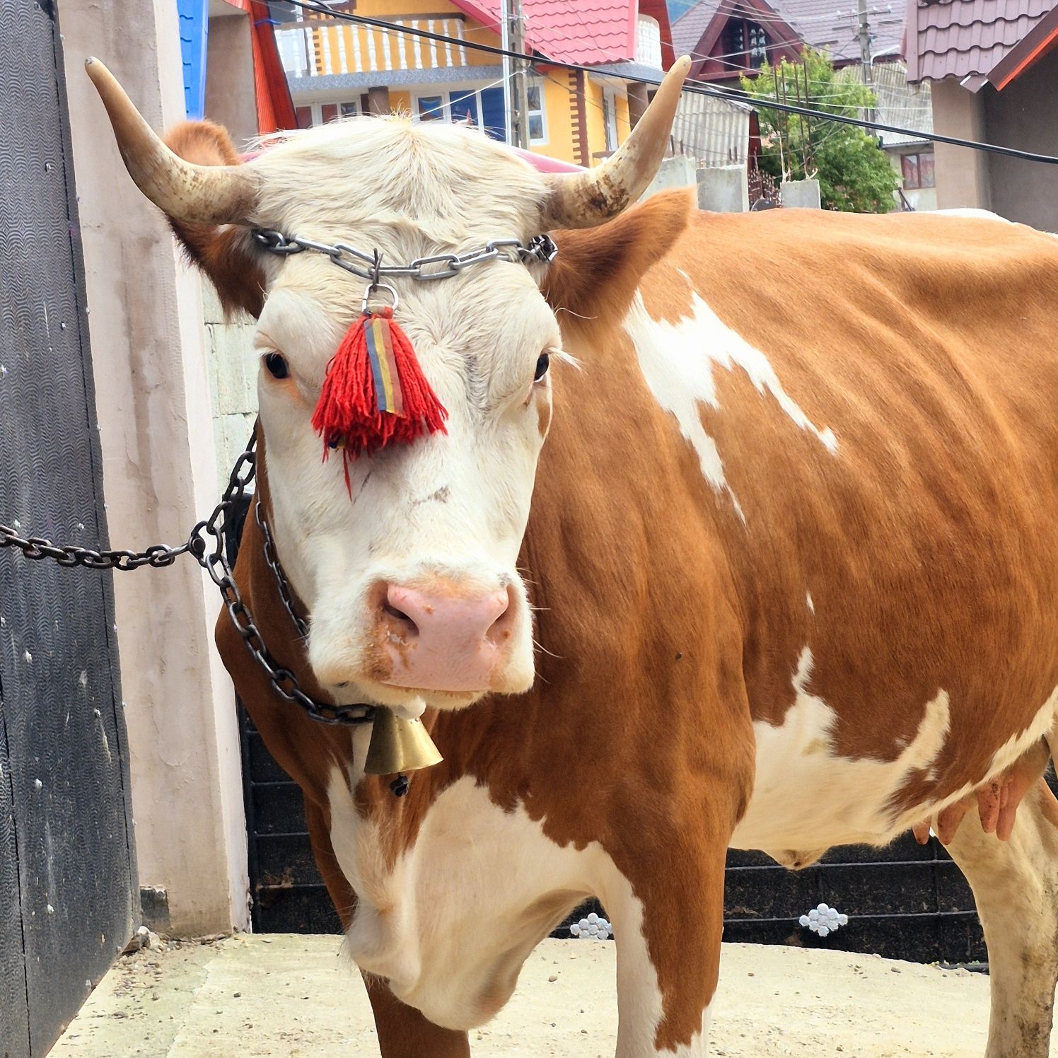 Vaca baltata 5 ani gestanta 8 luni jumate Preț 87