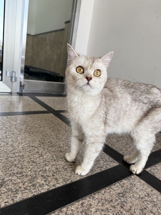 Кошечка ищет семью. Стерилизована