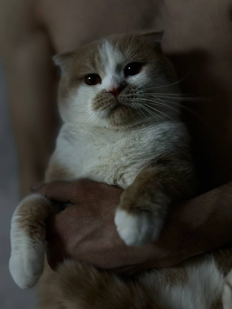 scottish fold sotladi bit yosh besh oylik oğil bola yozila jb yozaman