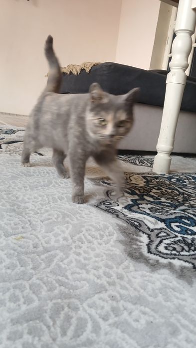 Skotish fold mushuk sotladi srochna