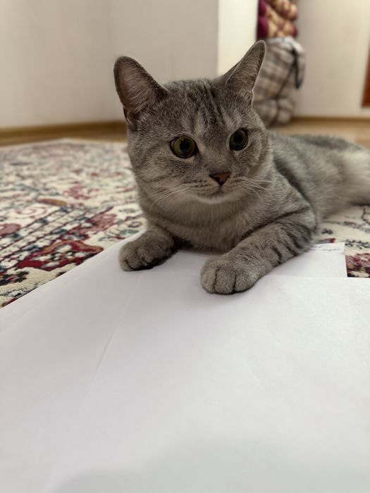 продам Скоттиш страйт