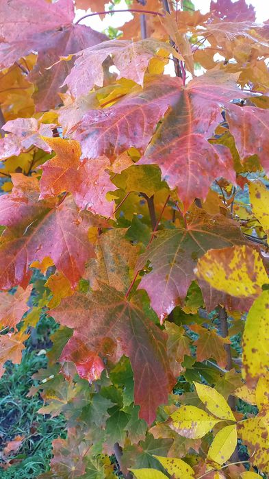 Сажены лиственных и хвойных пород деревьев.