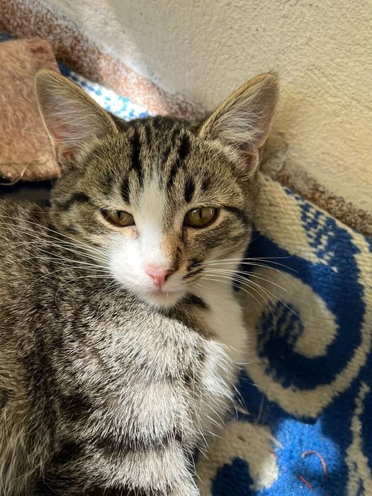 Отдам котят в добрые руки, приучены к лотку,  мама хорошая мышеловка,