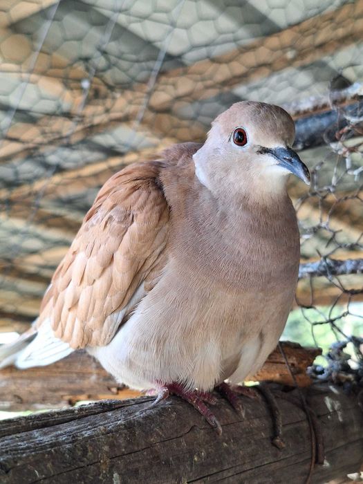 Turturele răzatoare se acceptă și schimburi
