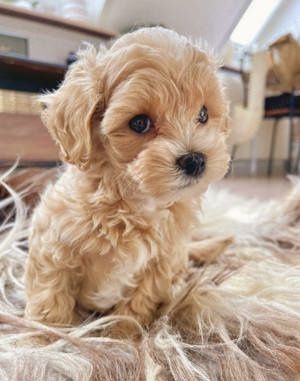 Băiețel Bichon Toy disponibil imediat.  Asigur transport