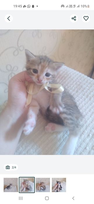 Отдам котят метисы