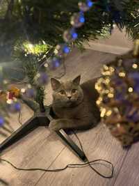 Puiuți British Shorthair