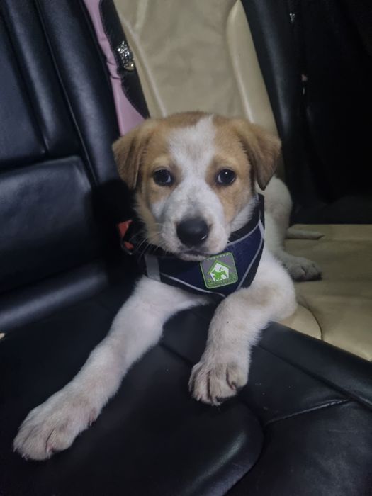 Donez catelusa de 3 luni