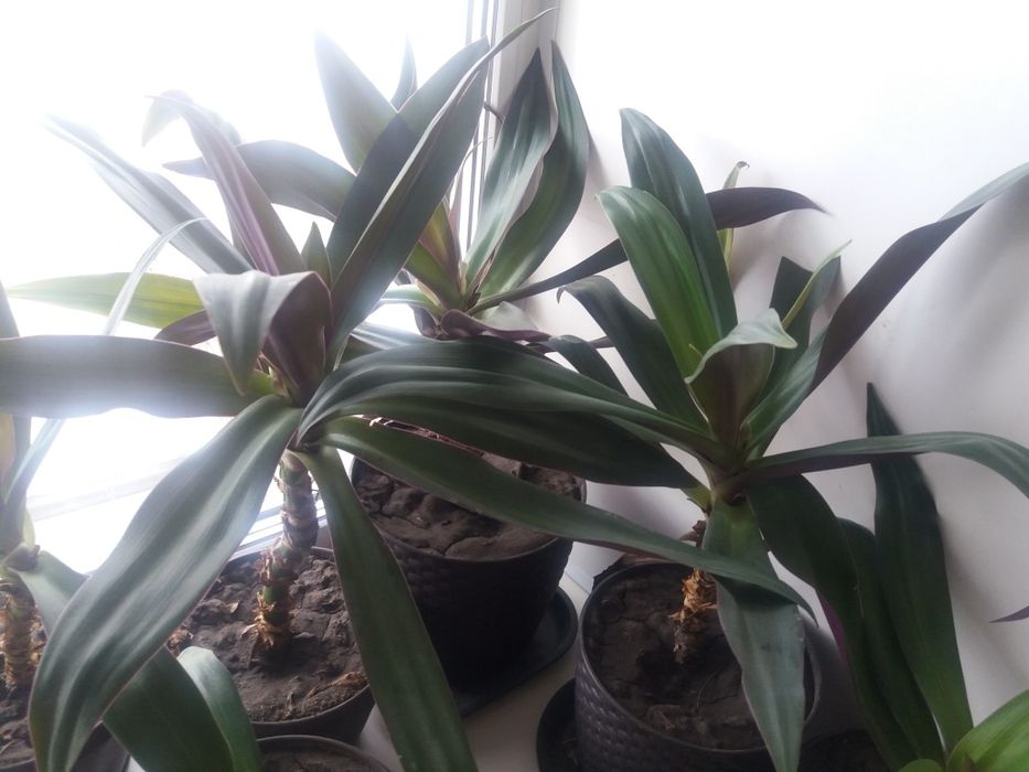 Продам  красивые  горшки шоколадного цвета с цветами