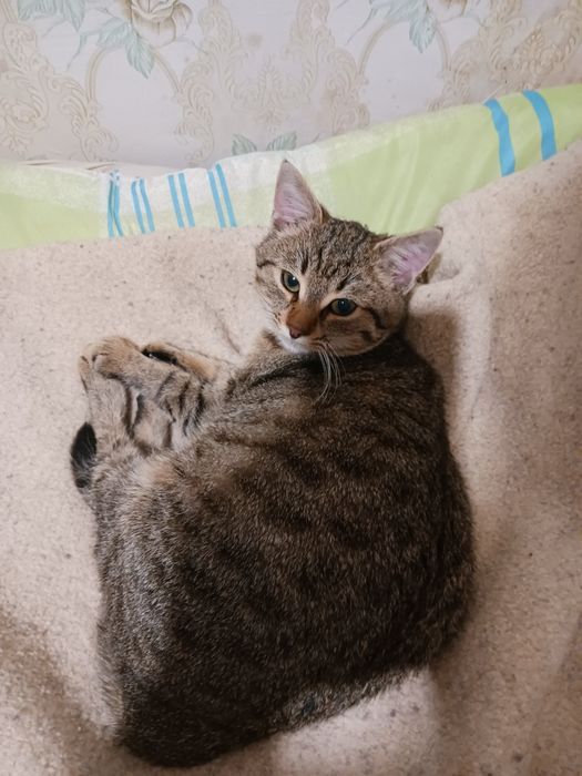 Женско котенце,кастрирано и обезпаразитено