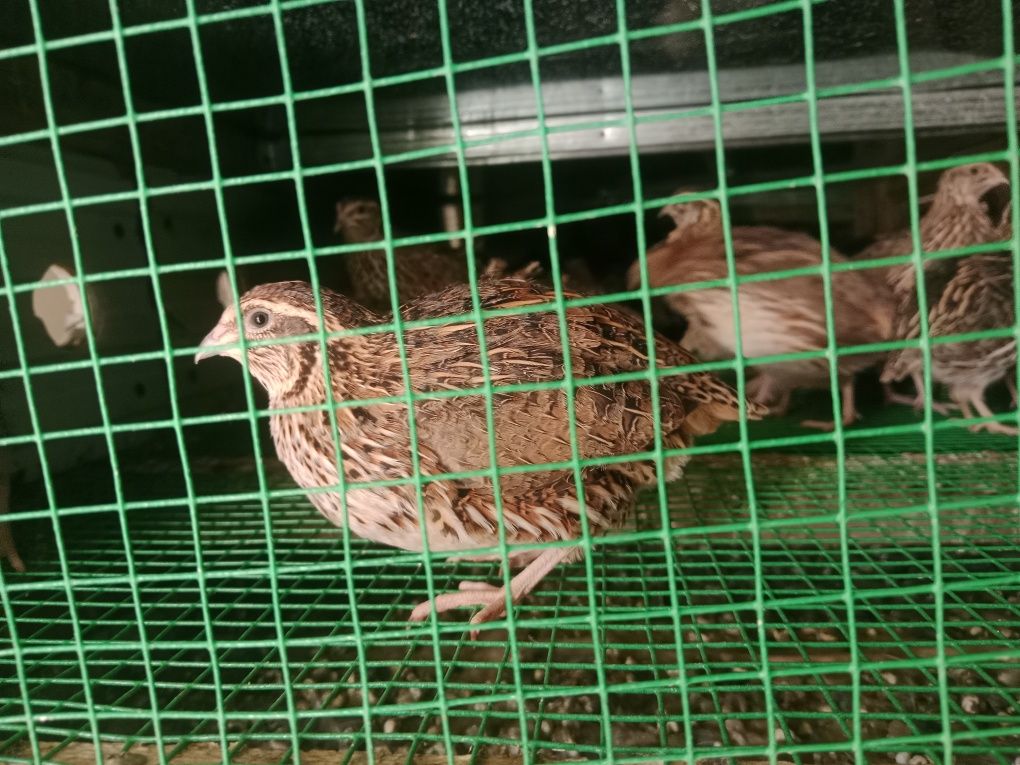 Bedana sotiladi Manjur