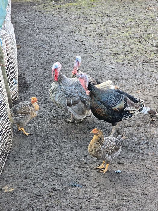 Curcani, curci de mai multe soiuri.