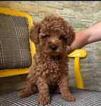 Pudel/poodle/caniche red puiuț