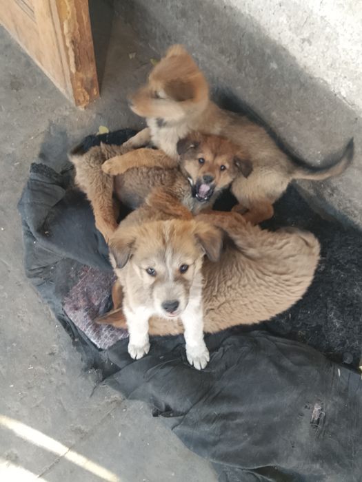 Отдам щенков, лайка с овчаркой