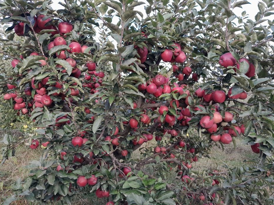 Vând teren intravilan