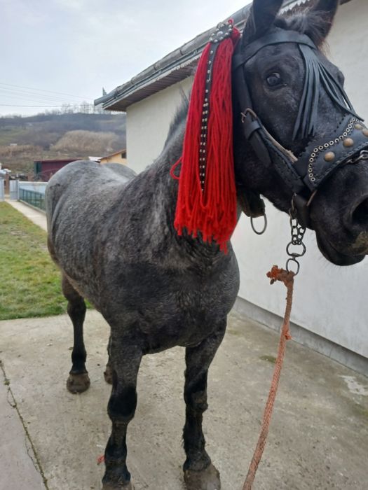 De vânzare iapă de 3 ani