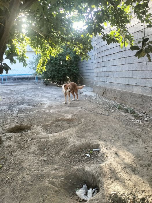 Ит саттылады ???