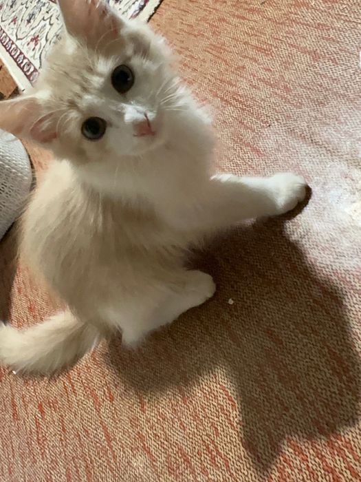 Рыжий котенок в поисках дома