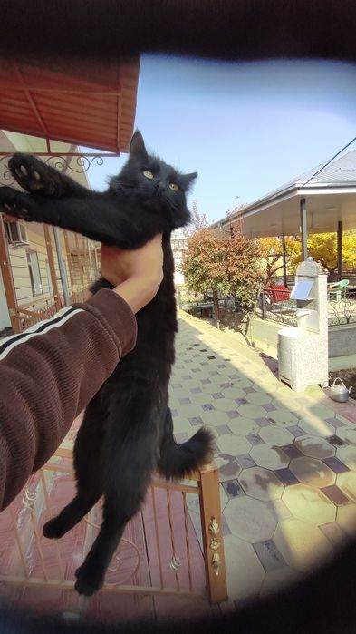 Mushuk zotdor mexr bilan boqish kerak