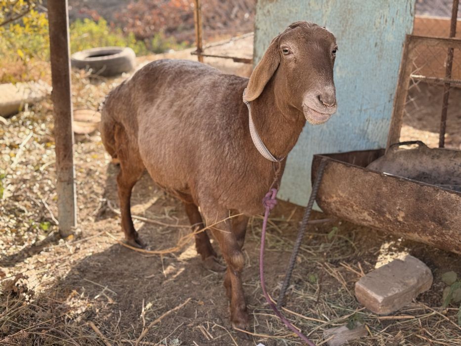 Sog’lom semiz qo’y sotiladi qo’chqor ichida yuribti bug’oz bulishi mn