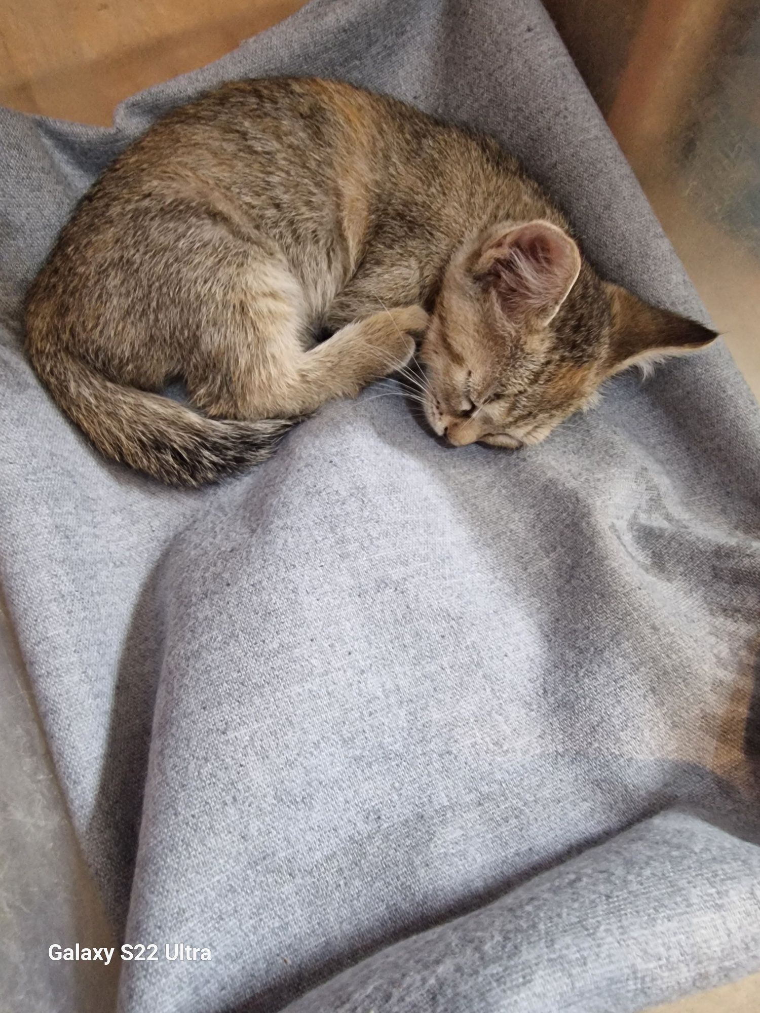 Котенка вдобрые руки