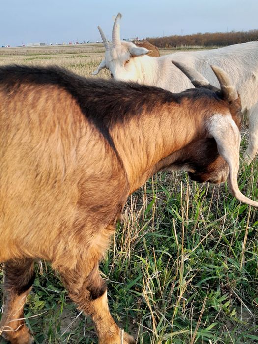 Vând capre, iezi si țapi pentru prasala,tăiat,de Paste