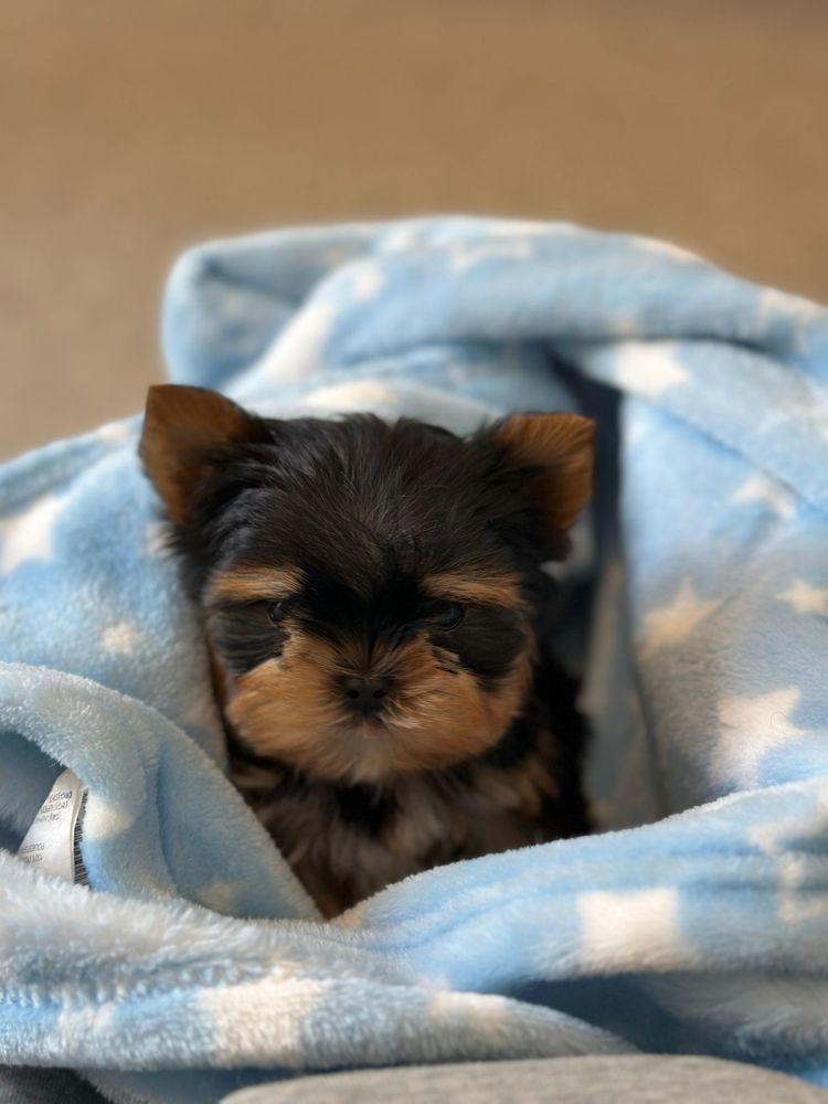 Yorkshire TERRIER Mini TOY cu pedigree!