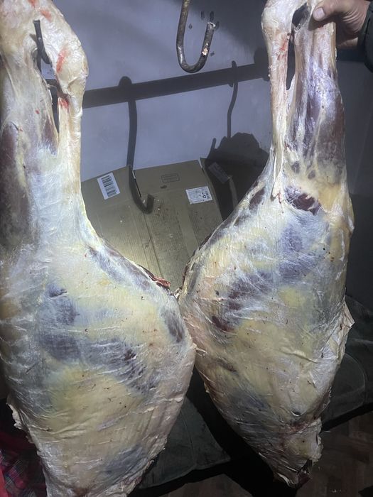 Мясо согым кузди, говядина, ет