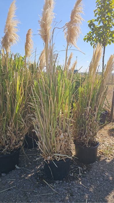 iarba de pampas