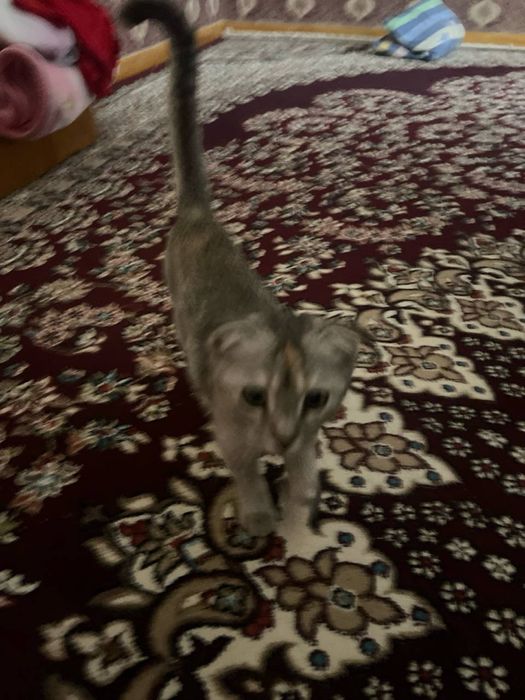 Котёнок веслоухий