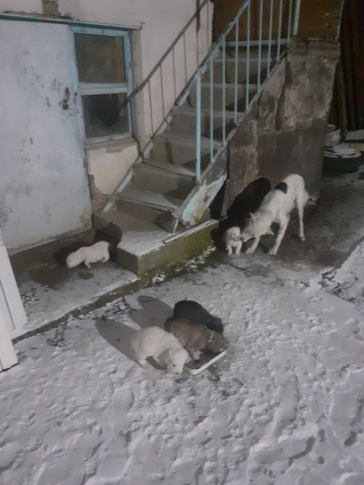 Отдам бесплатно щенков