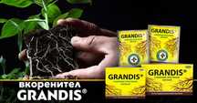 Grandis - вкоренител за растения