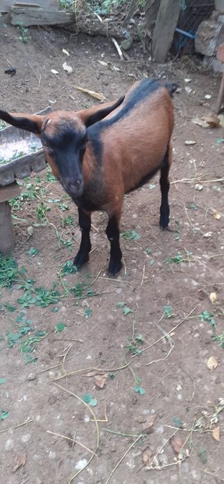 Vand țăpisor de cinci luni
