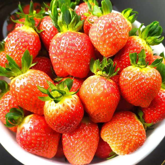 Qulupnay koʻchat ekish uchun tayyor holatda (korea)