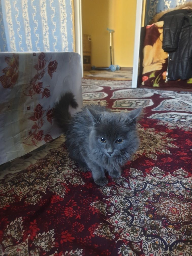 koshka amirikano