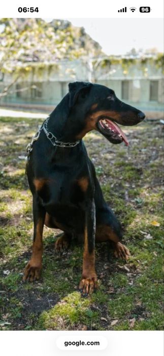 Vand femala doberman