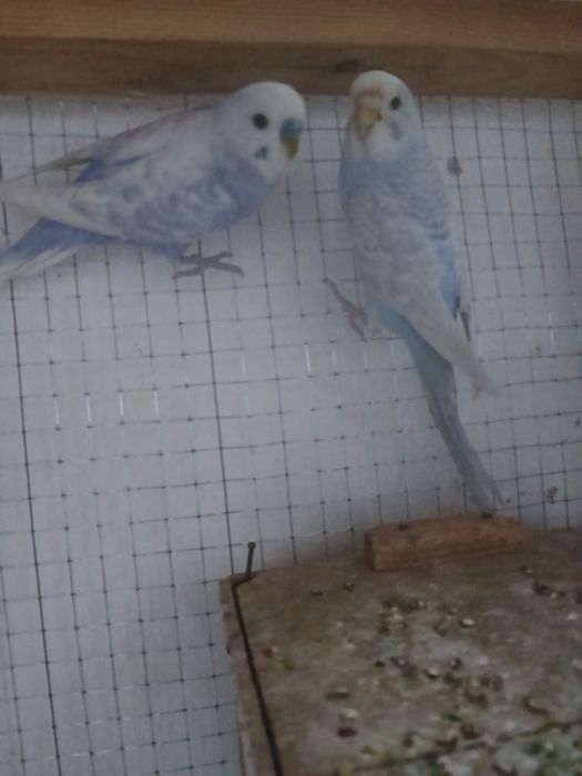 2  juft popugay sotiladi 1 ta parasi tuxumda