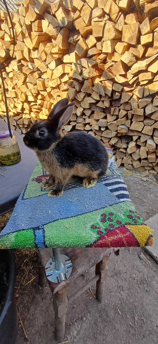 Lot iepuri 16 bucăți loh german, hotot ,pitic rusesc