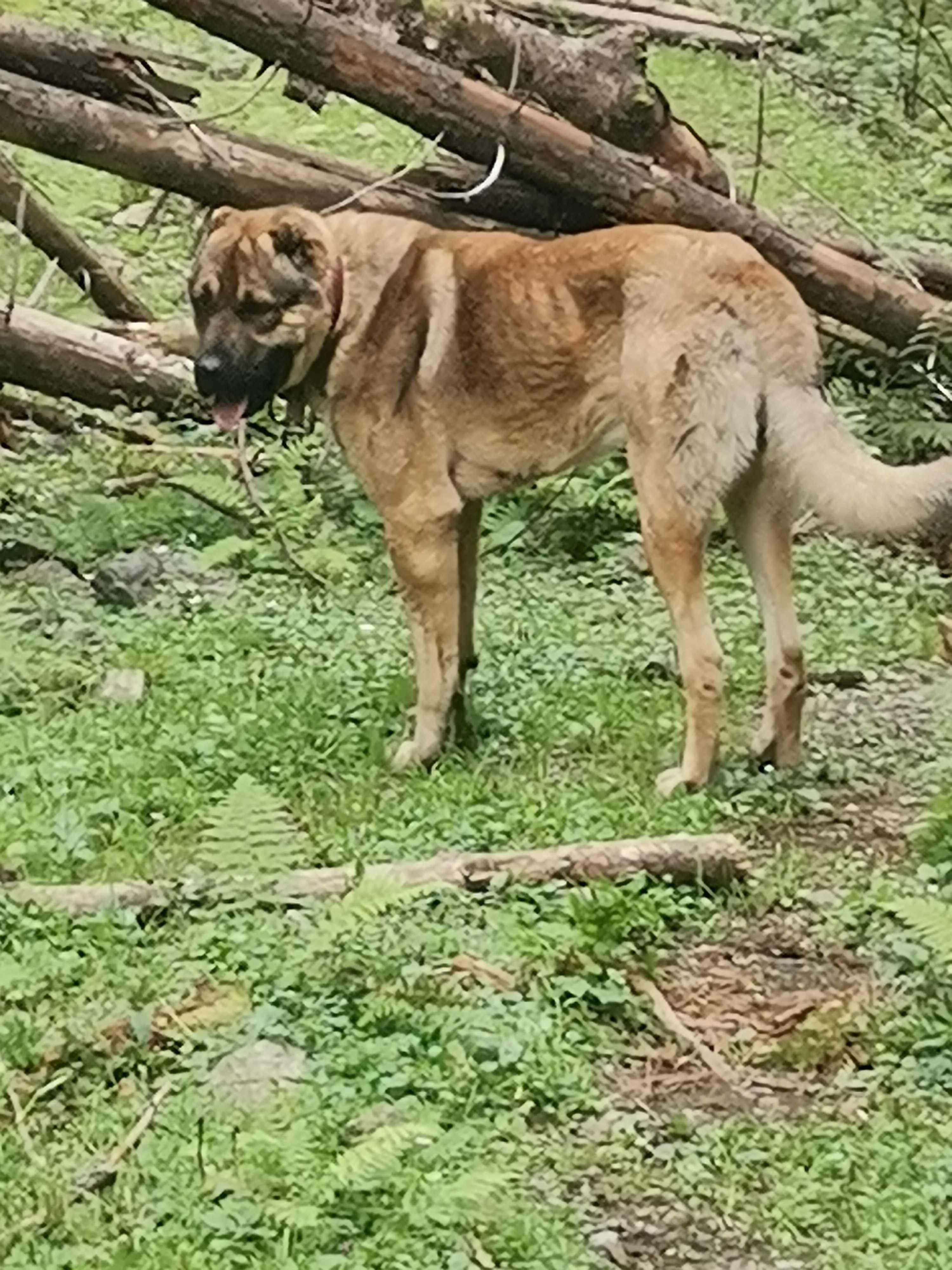 de vanzare Kangal malaki